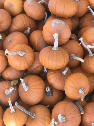 Lots of pumpkins.